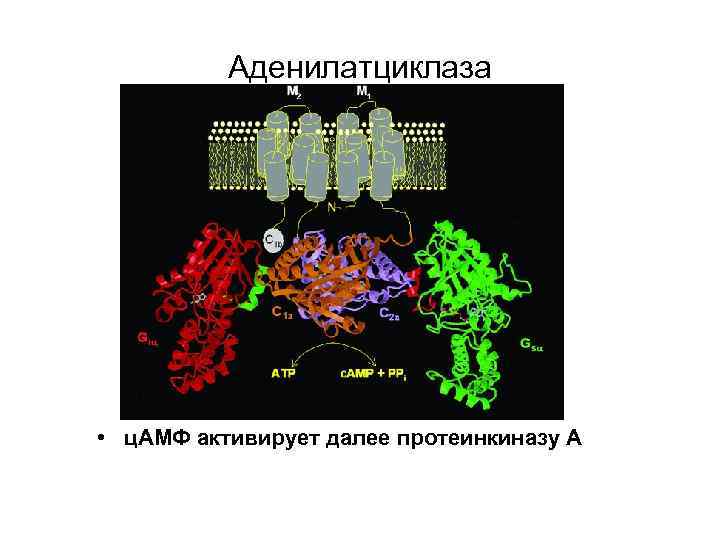 Аденилатциклаза • ц. АМФ активирует далее протеинкиназу А 