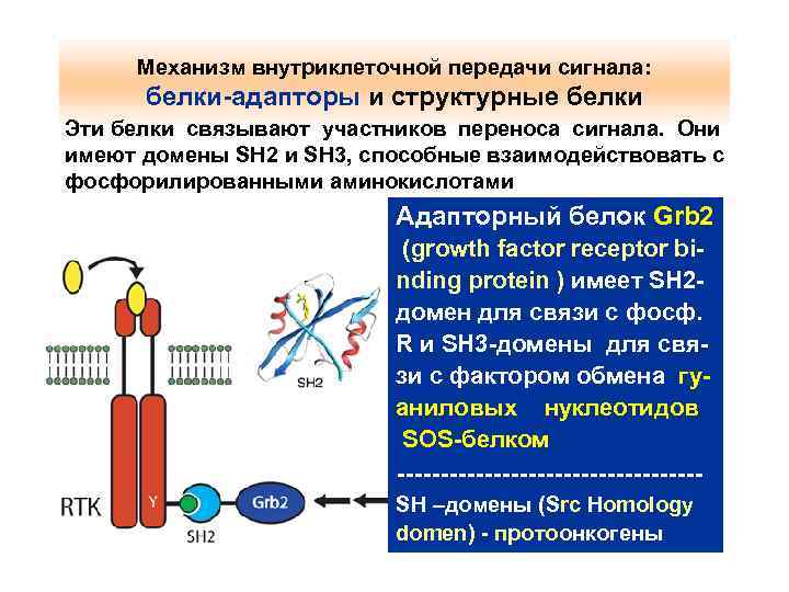 Участвует перенос. Механизм внутриклеточной передачи сигнала. Внутриклеточный сигнальный Каскад. Внутриклеточная трансдукция сигнала. Механизмы внутриклеточной передачи сигнала от рецепторов.