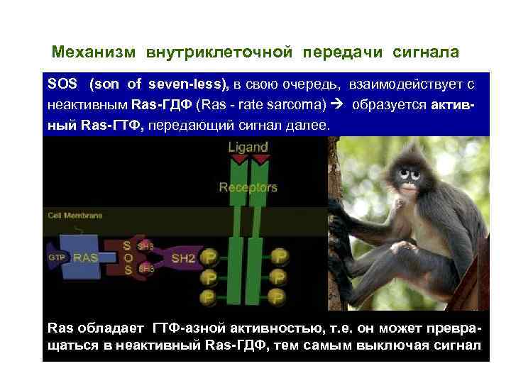 Механизм внутриклеточной передачи сигнала SOS (son of seven-less), в свою очередь, взаимодействует с неактивным