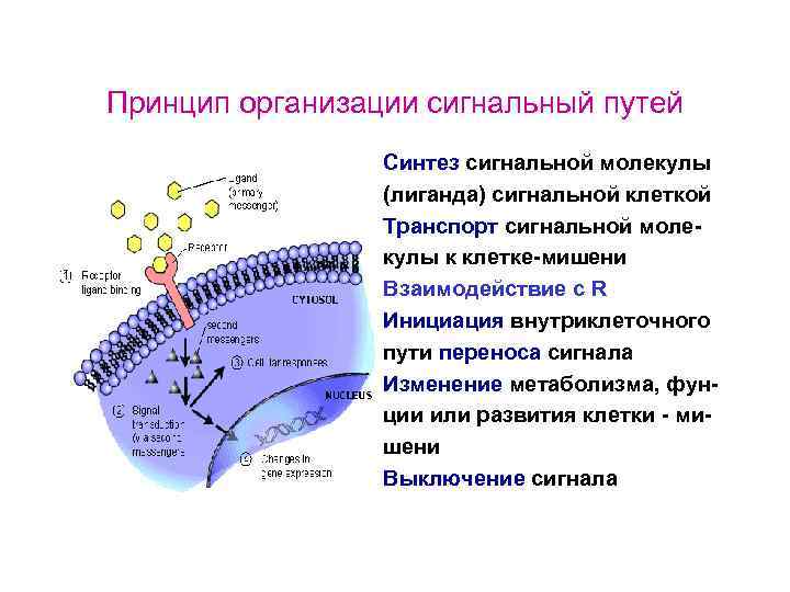 Принцип организации сигнальный путей Синтез сигнальной молекулы (лиганда) сигнальной клеткой Транспорт сигнальной молекулы к