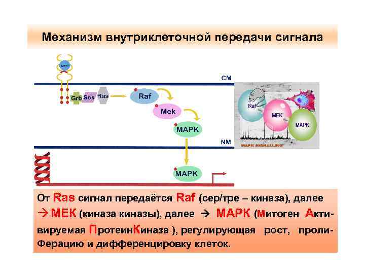Механизм внутриклеточной передачи сигнала От Ras сигнал передаётся Raf (сер/тре – киназа), далее à