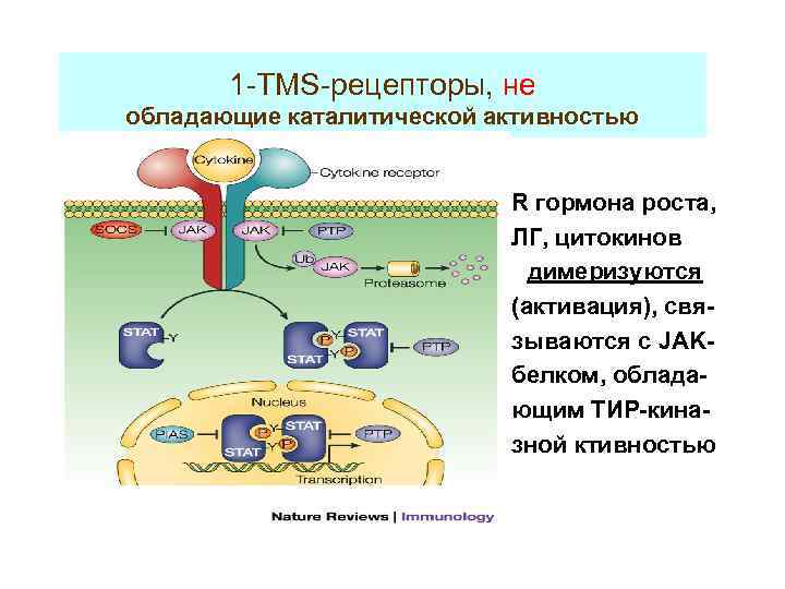 1 -TMS-рецепторы, не обладающие каталитической активностью R гормона роста, ЛГ, цитокинов димеризуются (активация), связываются