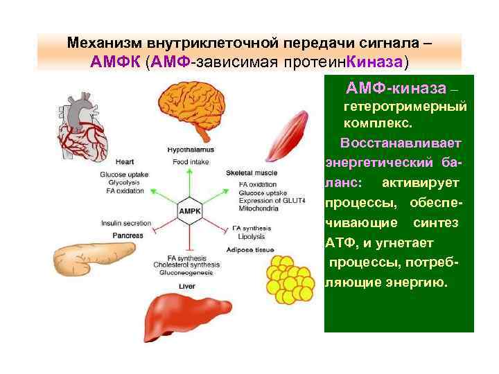 Механизм внутриклеточной передачи сигнала – АМФК (АМФ-зависимая протеин. Киназа) АМФ-киназа – гетеротримерный комплекс. Восстанавливает