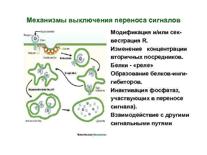 Механизмы выключения переноса сигналов Модификация и/или секвестрация R. Изменение концентрации вторичных посредников. Белки -