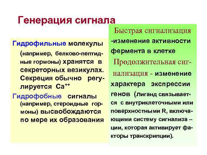 Генерация сигнала Быстрая сигнализация Гидрофильные молекулы (например, белково-пептидные гормоны) хранятся в секреторных везикулах. Секреция