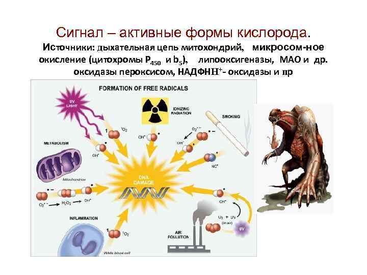 Активные формы кислорода презентация