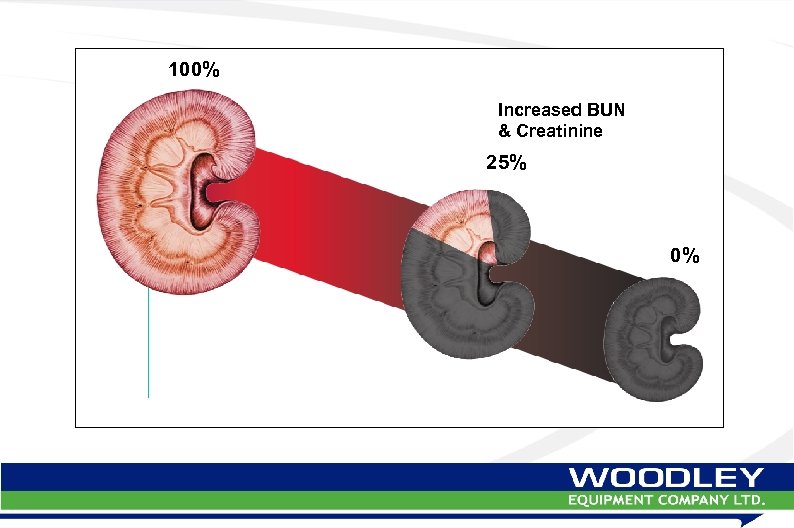 100% Increased BUN & Creatinine 25% 0% 