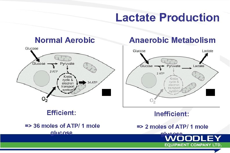 Lactate Production Normal Aerobic Metabolism Anaerobic Metabolism Efficient: Inefficient: => 36 moles of ATP/