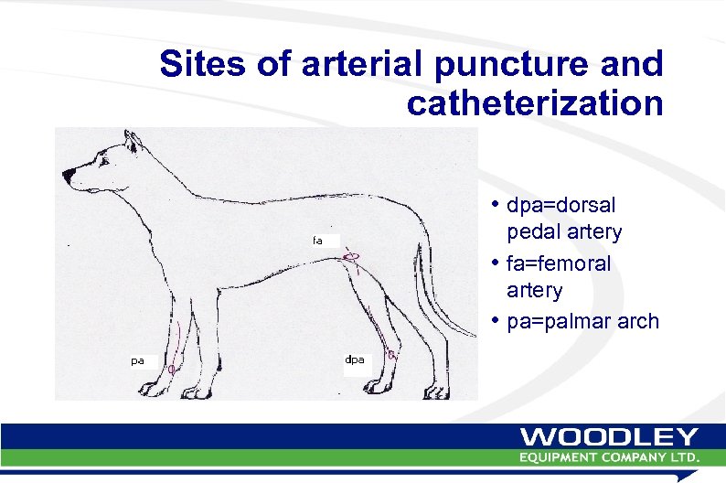 Sites of arterial puncture and catheterization • dpa=dorsal pedal artery • fa=femoral artery •