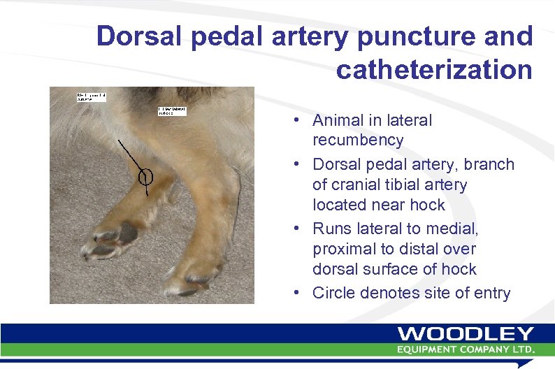 Dorsal pedal artery puncture and catheterization • Animal in lateral recumbency • Dorsal pedal