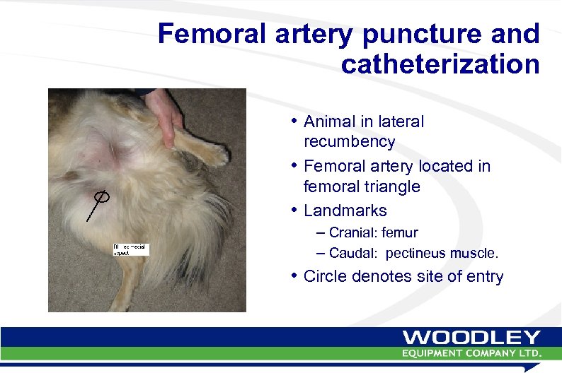 Femoral artery puncture and catheterization • Animal in lateral recumbency • Femoral artery located