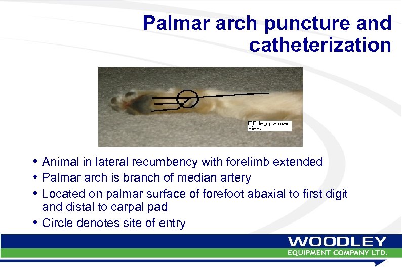 Palmar arch puncture and catheterization • Animal in lateral recumbency with forelimb extended •