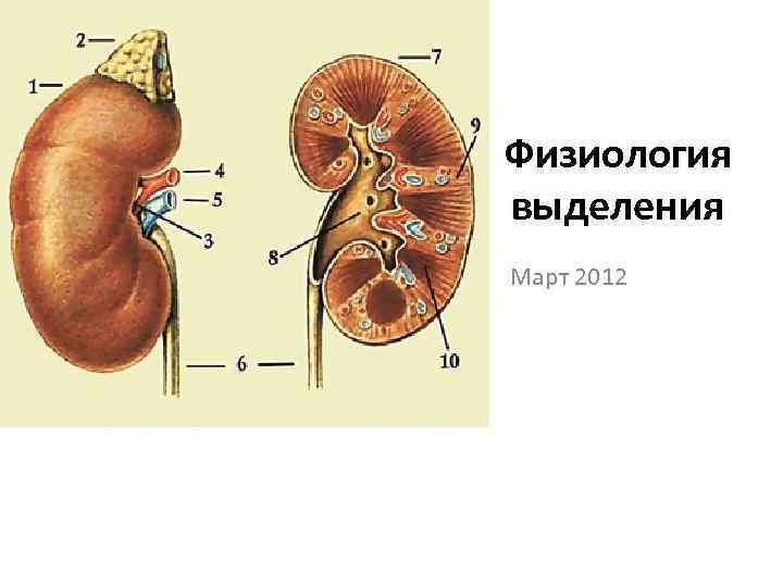 Физиология выделения Март 2012 