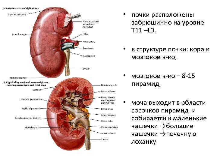 С какой стороны находится почка у человека фото