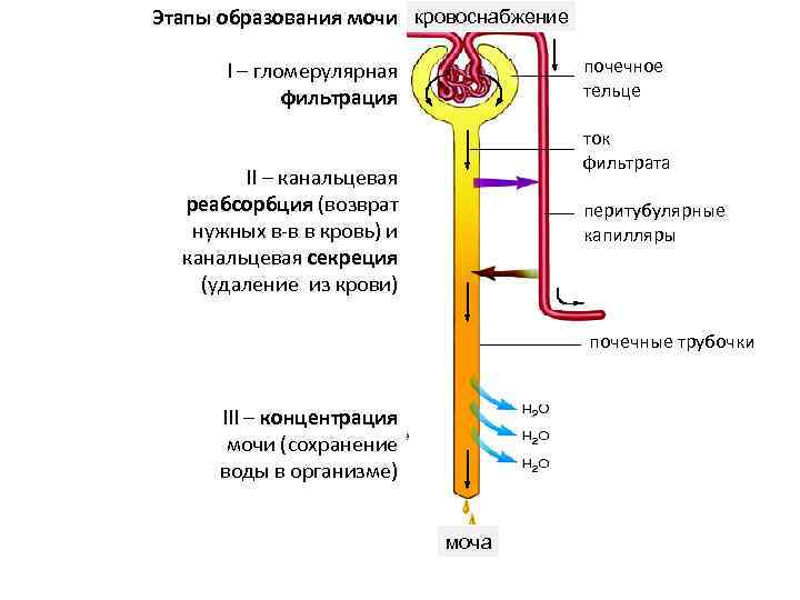 Этапы образования мочи кровоснабжение почечное тельце I – гломерулярная фильтрация ток фильтрата II –