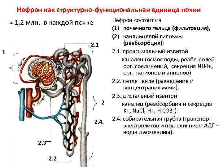 Функционирование нефрона и образование мочи схема