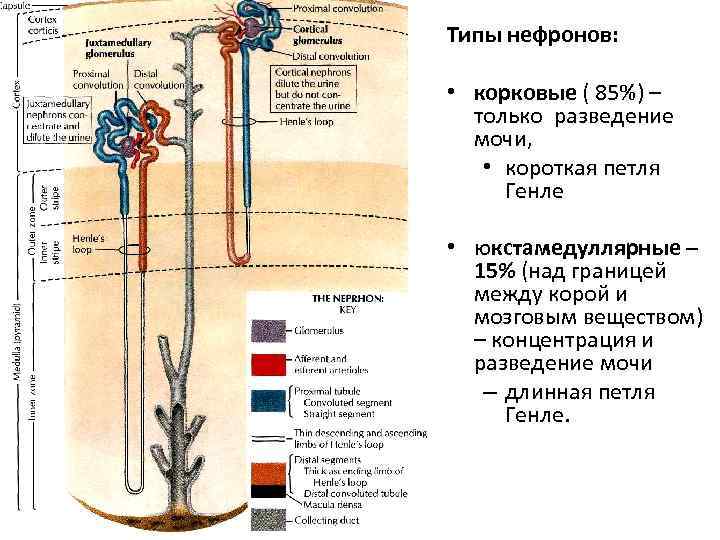 Типы нефронов схема