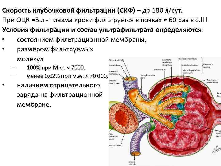 Клубочковая фильтрация. Клубочковая фильтрация физиология. Фильтрация в почечном клубочке. Гломерулярный и клубочковый фильтр. Клубочковая фильтрация почек.