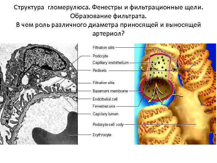 Структура гломерулюса. Фенестры и фильтрационные щели. Образование фильтрата. В чем роль различного диаметра приносящей