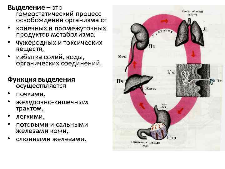 Выделение – это гомеостатический процесс освобождения организма от • конечных и промежуточных продуктов метаболизма,