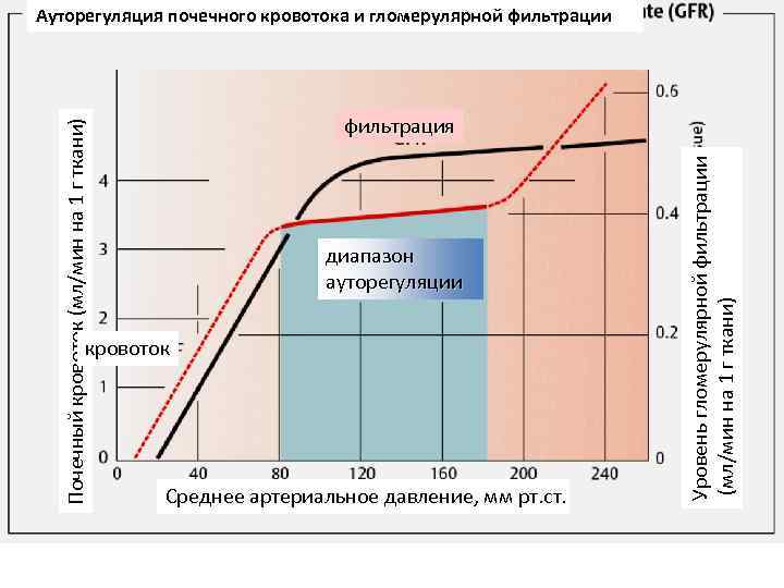 фильтрация диапазон ауторегуляции кровоток Среднее артериальное давление, мм рт. ст. Уровень гломерулярной фильтрации (мл/мин