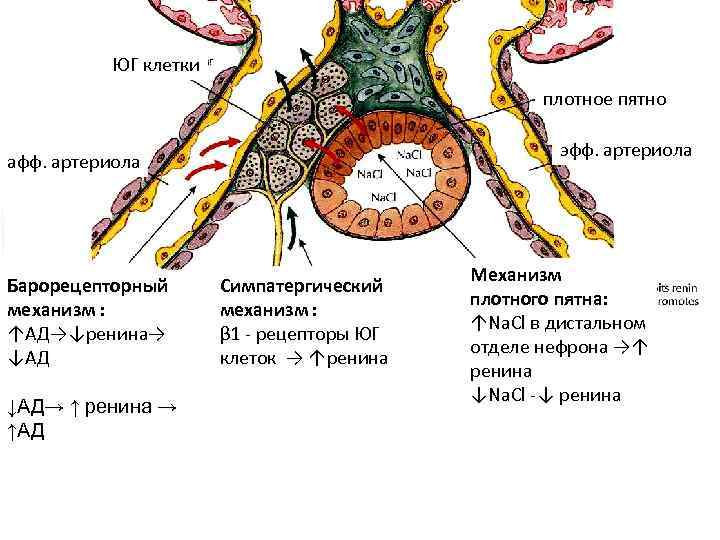 ЮГ клетки плотное пятно эфф. артериола афф. артериола Барорецепторный механизм : ↑АД→↓ренина→ ↓АД→ ↑