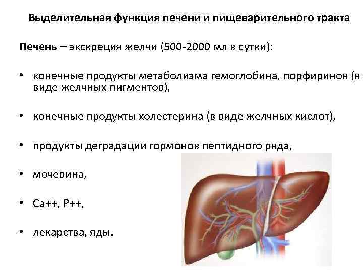 Выделительная функция печени и пищеварительного тракта Печень – экскреция желчи (500 -2000 мл в