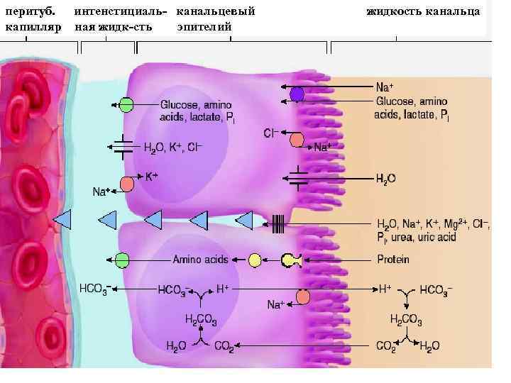 перитуб. интенстициаль- канальцевый капилляр ная жидк-сть эпителий жидкость канальца 