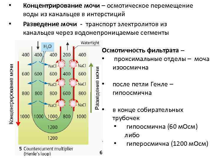 Схема противоточно множительной системы