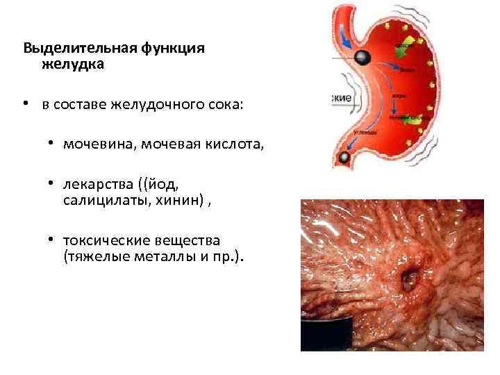 Выделительная функция желудка • в составе желудочного сока: • мочевина, мочевая кислота, • лекарства