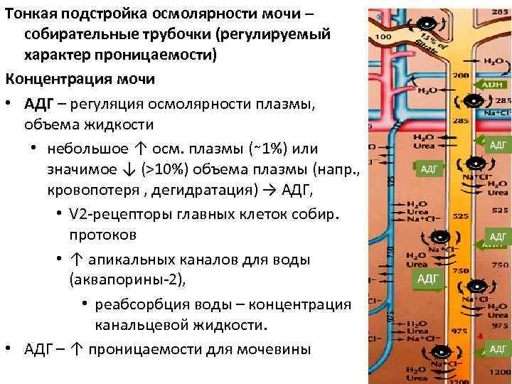 Тонкая подстройка осмолярности мочи – собирательные трубочки (регулируемый характер проницаемости) Концентрация мочи • АДГ