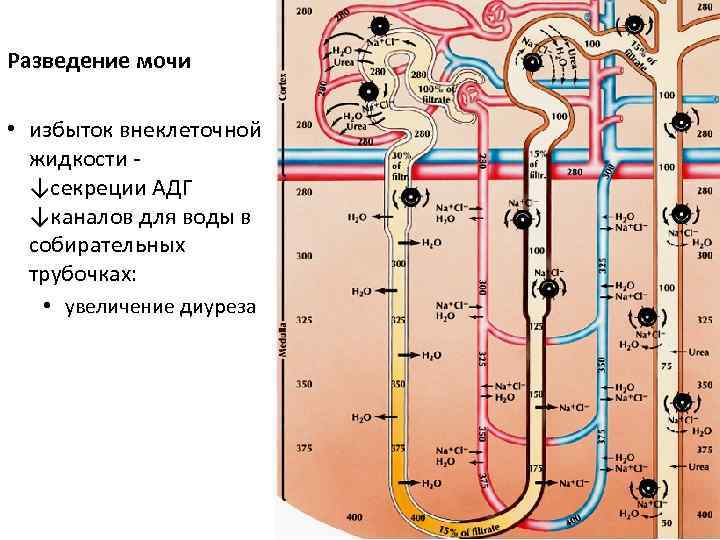 Разведение мочи • избыток внеклеточной жидкости - ↓секреции АДГ ↓каналов для воды в собирательных