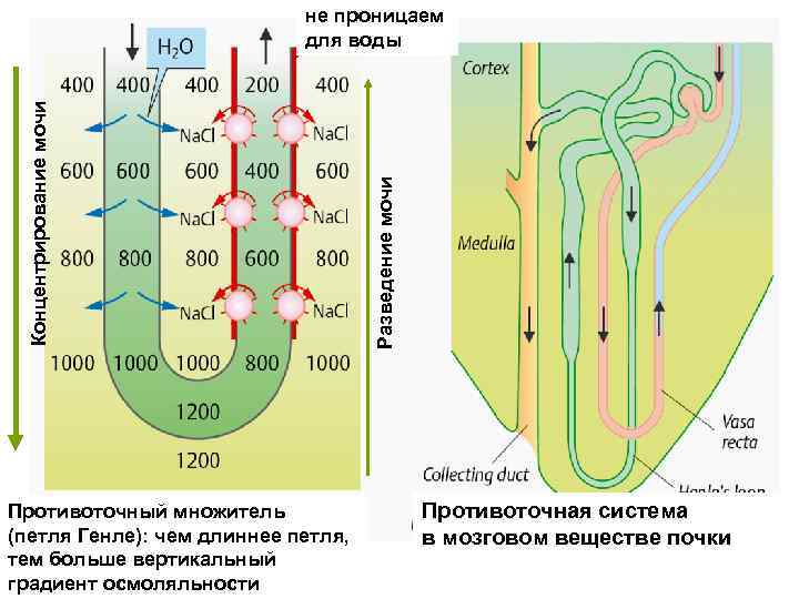 Противоточный множитель (петля Генле): чем длиннее петля, тем больше вертикальный градиент осмоляльности Разведение мочи