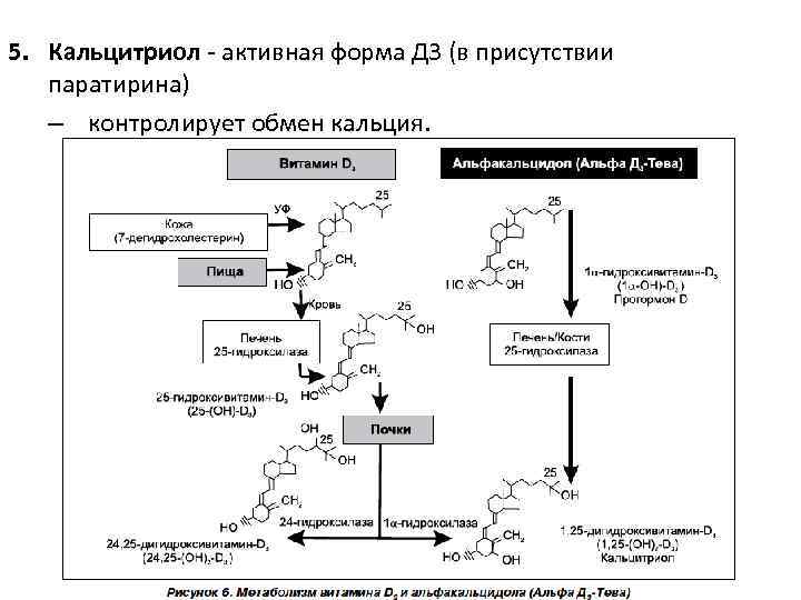 5. Кальцитриол - активная форма Д 3 (в присутствии паратирина) – контролирует обмен кальция.