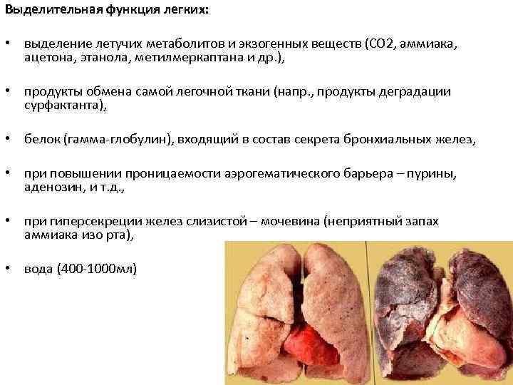Выделительная функция легких: • выделение летучих метаболитов и экзогенных веществ (СО 2, аммиака, ацетона,