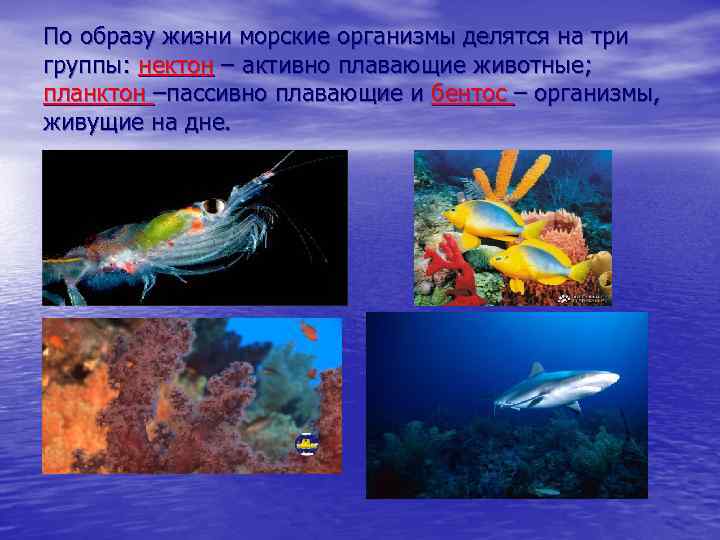 По образу жизни морские организмы делятся на три группы: нектон – активно плавающие животные;