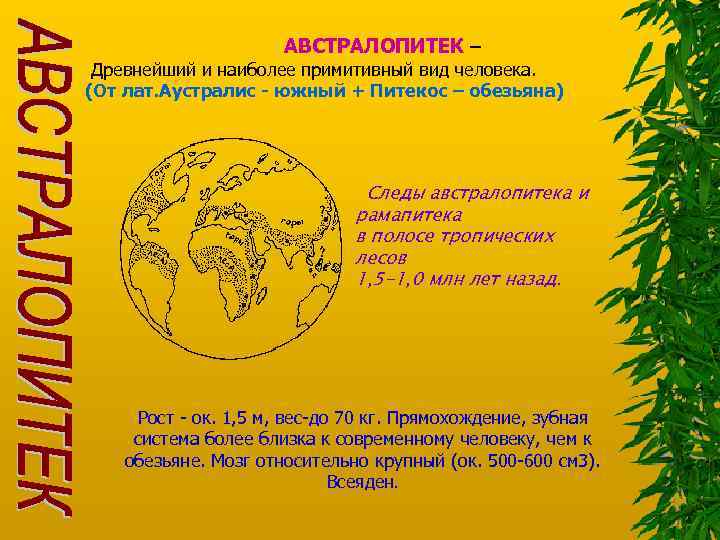 АВСТРАЛОПИТЕК – Древнейший и наиболее примитивный вид человека. (От лат. Аустралис - южный +