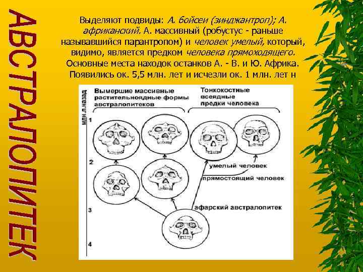 Выделяют подвиды: А. бойсеи (зинджантроп); А. африканский. А. массивный (робустус - раньше называвшийся парантропом)