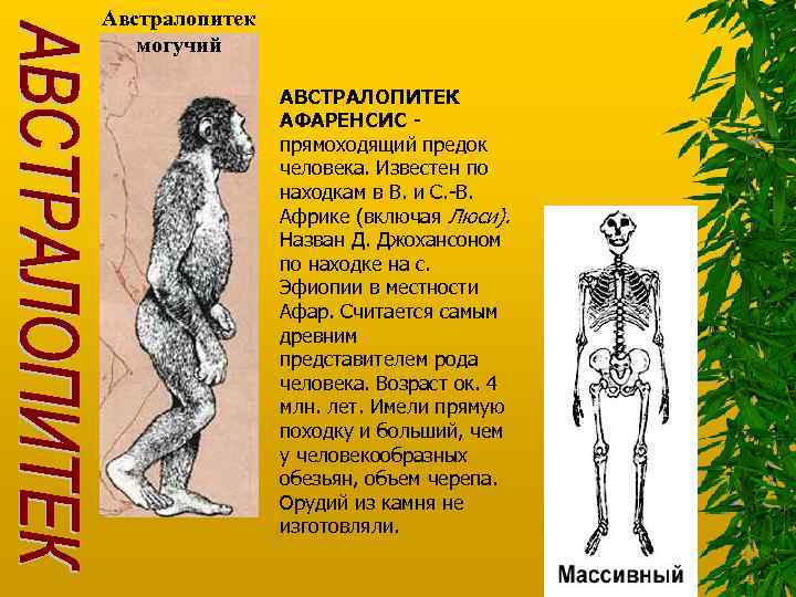 Австралопитек могучий АВСТРАЛОПИТЕК АФАРЕНСИС прямоходящий предок человека. Известен по находкам в В. и С.