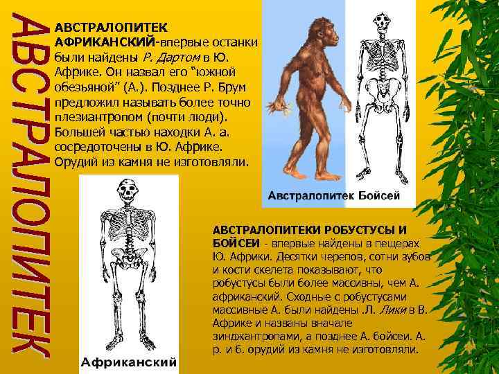 АВСТРАЛОПИТЕК АФРИКАНСКИЙ-впервые останки были найдены Р. Дартом в Ю. Африке. Он назвал его “южной