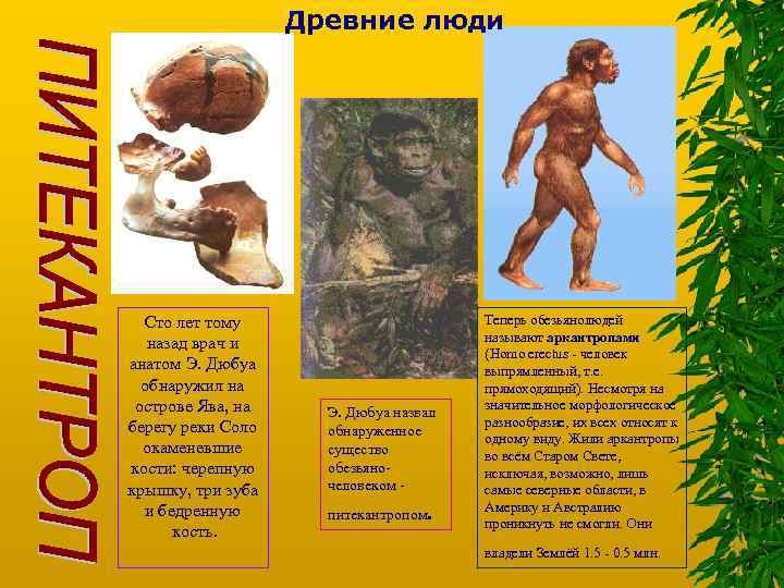 Древние люди Сто лет тому назад врач и анатом Э. Дюбуа обнаружил на острове
