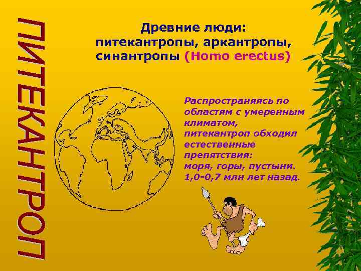 Древние люди: питекантропы, аркантропы, синантропы (Homo erectus) Распространяясь по областям с умеренным климатом, питекантроп