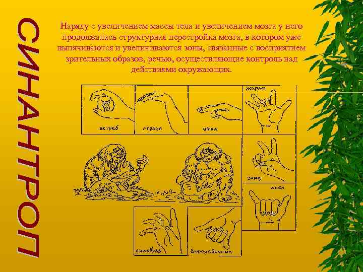 Наряду с увеличением массы тела и увеличением мозга у него продолжалась структурная перестройка мозга,