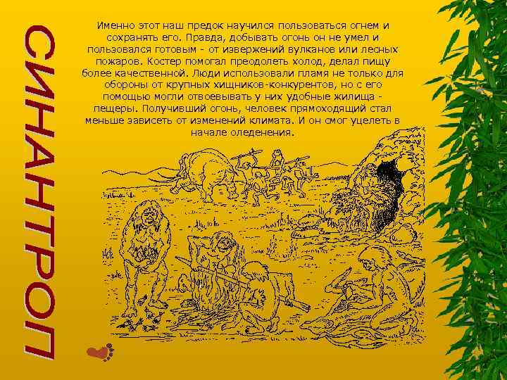 Именно этот наш предок научился пользоваться огнем и сохранять его. Правда, добывать огонь он