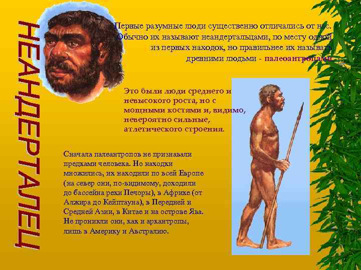 Первые разумные люди существенно отличались от нас. Обычно их называют неандертальцами, по месту одной