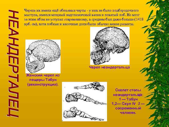 Черепа их имели ещё обезьяньи черты - у них не было подбородочного выступа, имелся