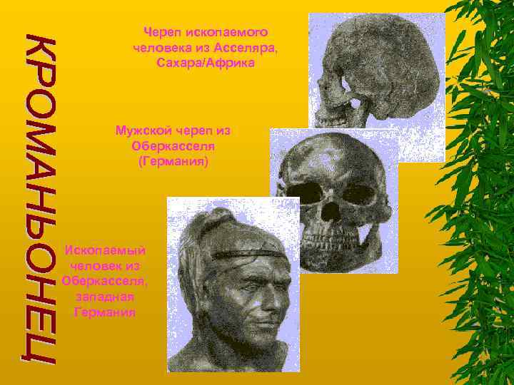 Череп ископаемого человека из Асселяра, Сахара/Африка Мужской череп из Оберкасселя (Германия) Ископаемый человек из
