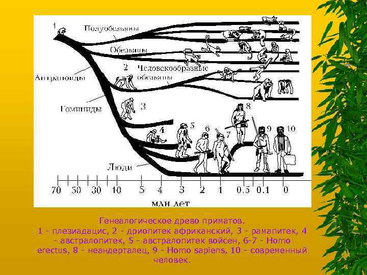 Генеалогическое древо приматов. 1 - плезиадацис, 2 - дриопитек африканский, 3 - рамапитек, 4