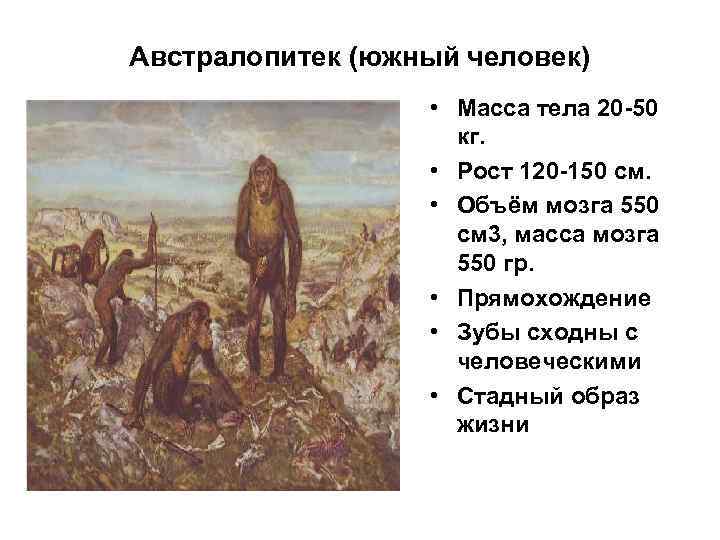 Австралопитек (южный человек) • Масса тела 20 -50 кг. • Рост 120 -150 см.