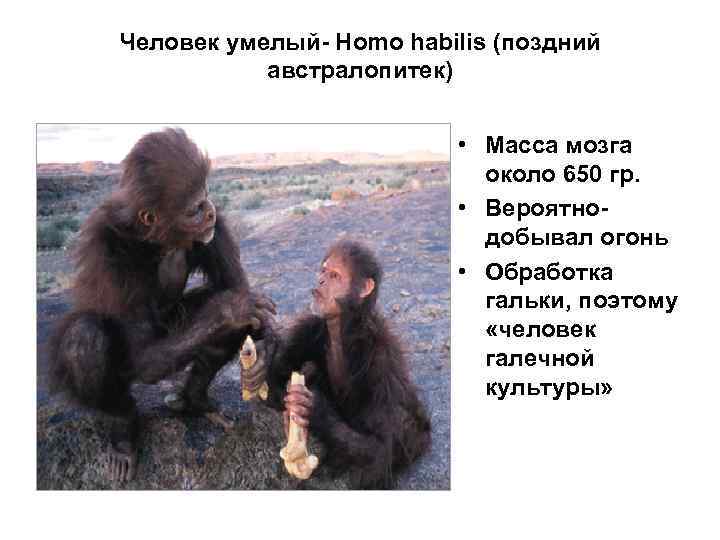 Человек умелый- Homo habilis (поздний австралопитек) • Масса мозга около 650 гр. • Вероятнодобывал